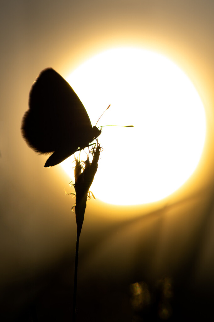 Silhouette of butterfly in sunset